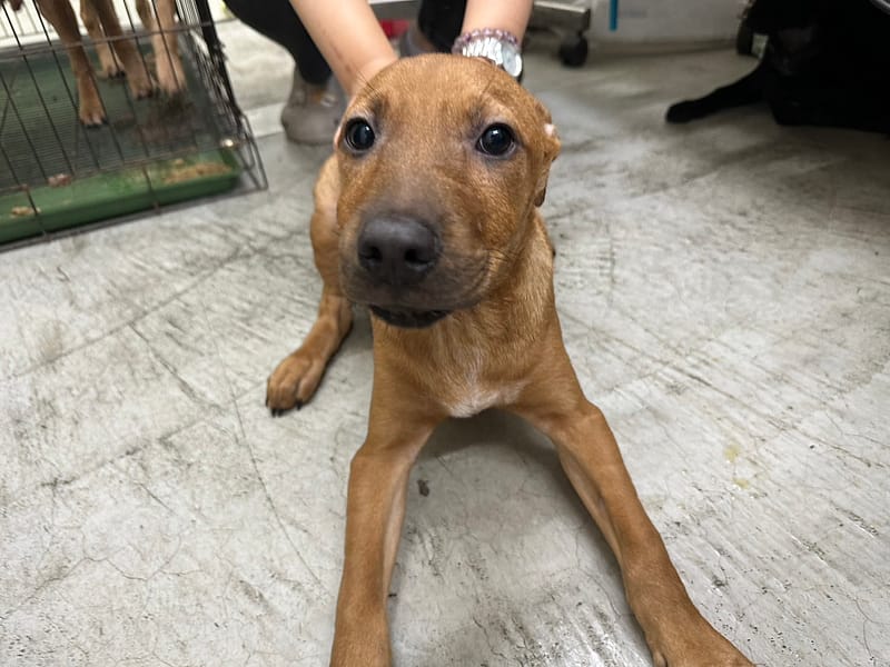 【待認養】混種犬 狗 (男生) - 臺北市動物之家
