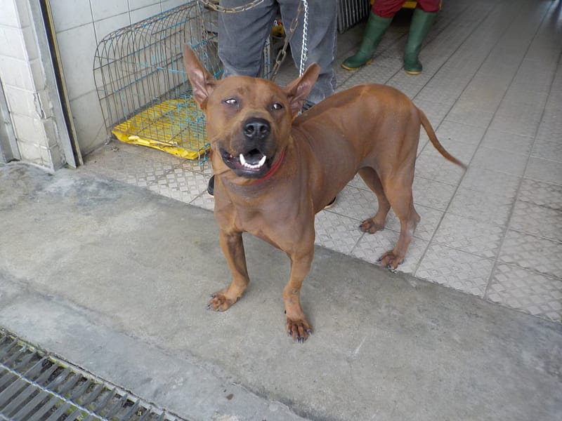 【待認養】泰國脊背犬(泰皇犬) 狗 (男生) - 南投縣公立動物收容所