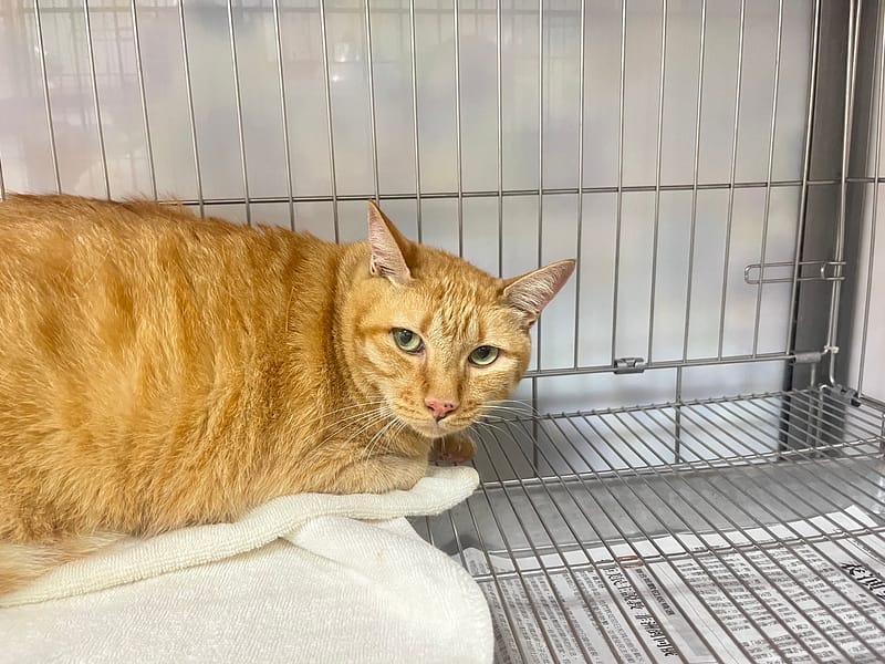 【待認養】混種貓 貓 (女生) - 新北市板橋區公立動物之家