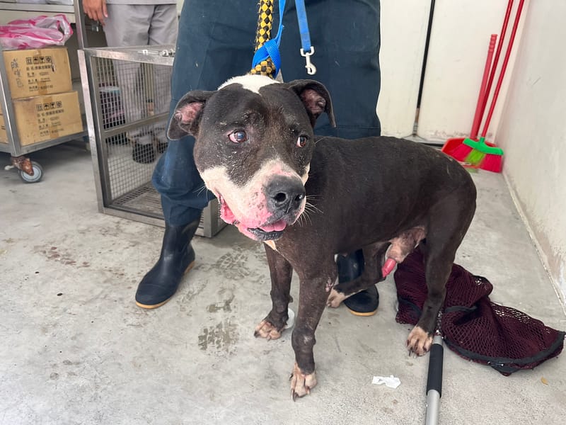 【待認養】混種犬 狗 (男生) - 臺北市動物之家