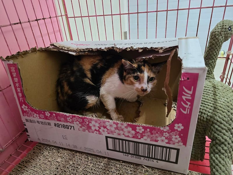 【待認養】混種貓 貓 (女生) - 臺北市動物之家