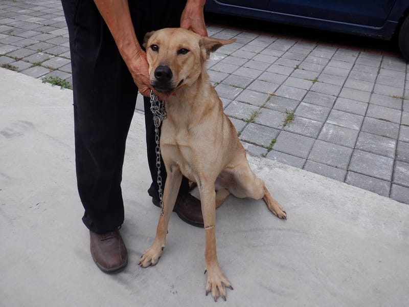【待認養】混種犬 狗 (女生) - 南投縣公立動物收容所