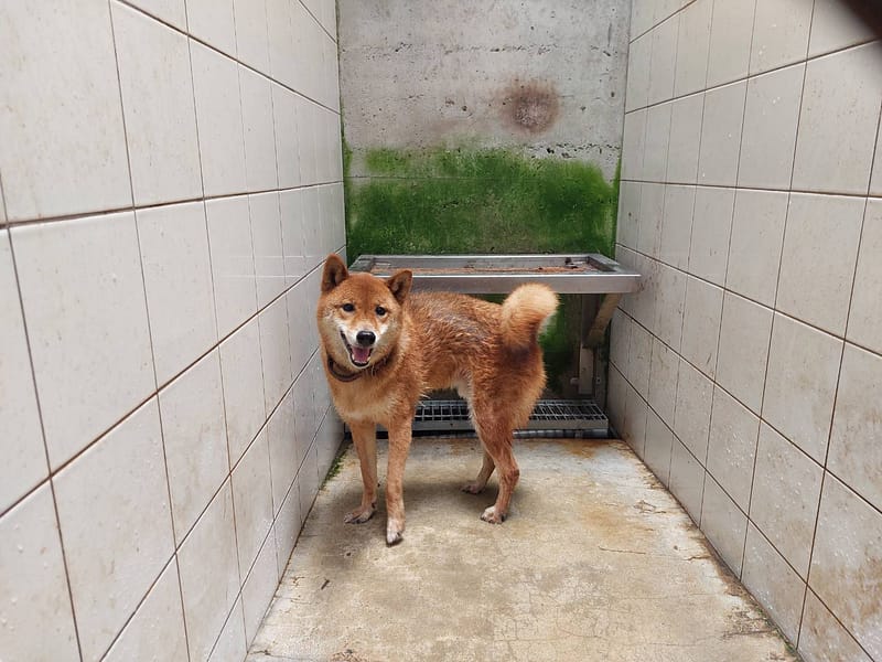 【待認養】柴犬 狗 (男生) - 新北市中和區公立動物之家