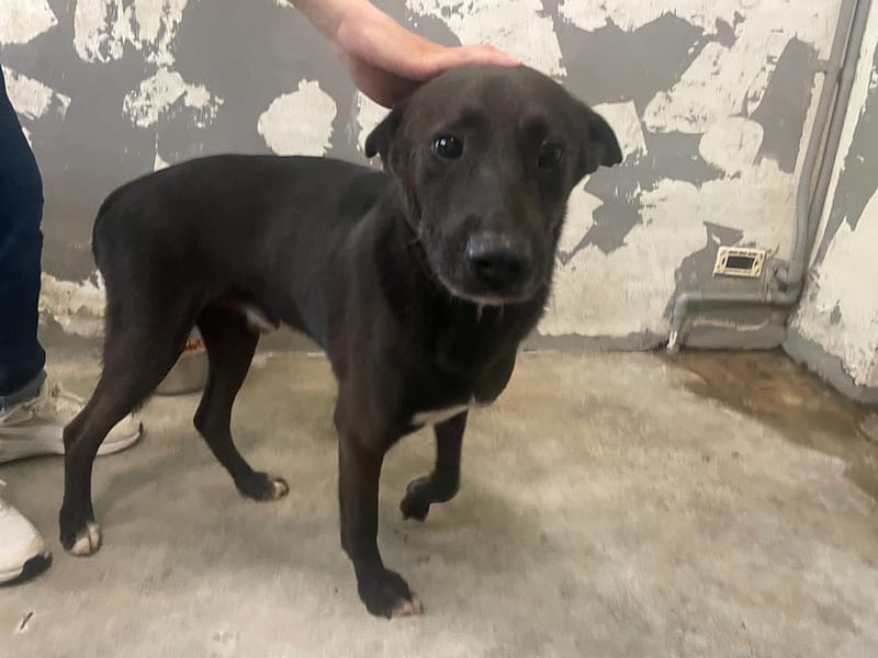 【待認養】混種犬 狗 (男生) - 新竹市動物保護教育園區