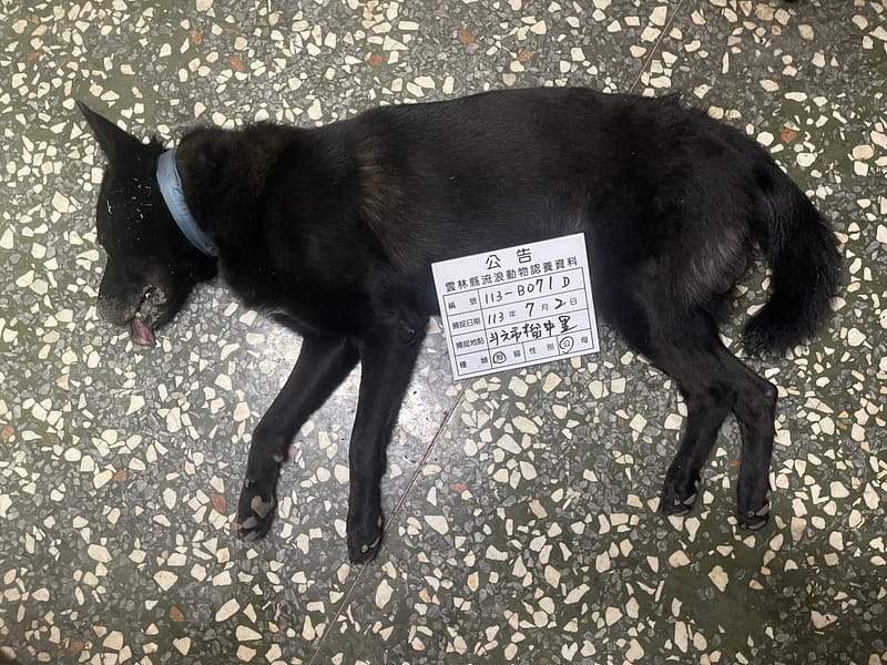 【待認養】混種犬 狗 (男生) - 雲林縣流浪動物收容所