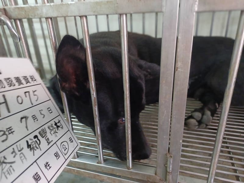 【待認養】混種犬 狗 (男生) - 雲林縣流浪動物收容所