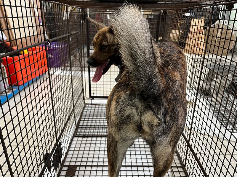 【待認養】混種犬 狗 (女生) - 金門縣動物收容中心