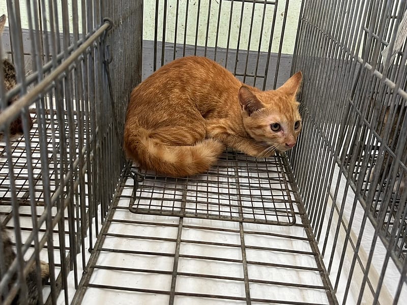 【待認養】混種貓 貓 (男生) - 金門縣動物收容中心