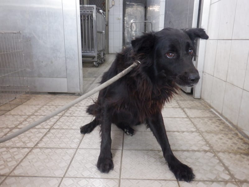 【待認養】混種犬 狗 (男生) - 南投縣公立動物收容所