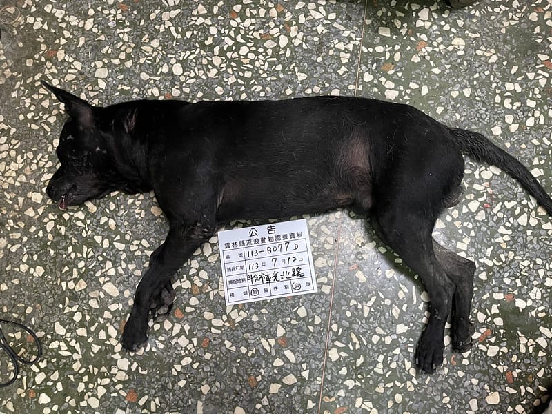 【待認養】混種犬 狗 (男生) - 雲林縣流浪動物收容所