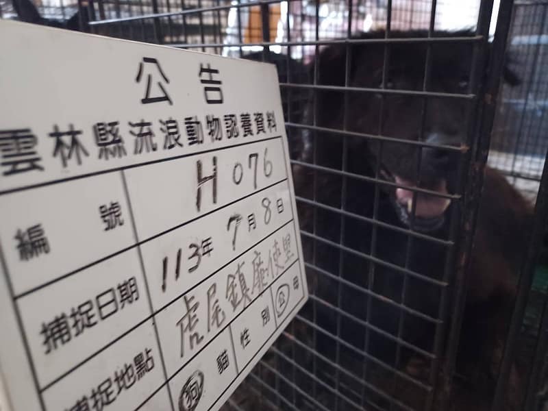 【待認養】混種犬 狗 (男生) - 雲林縣流浪動物收容所