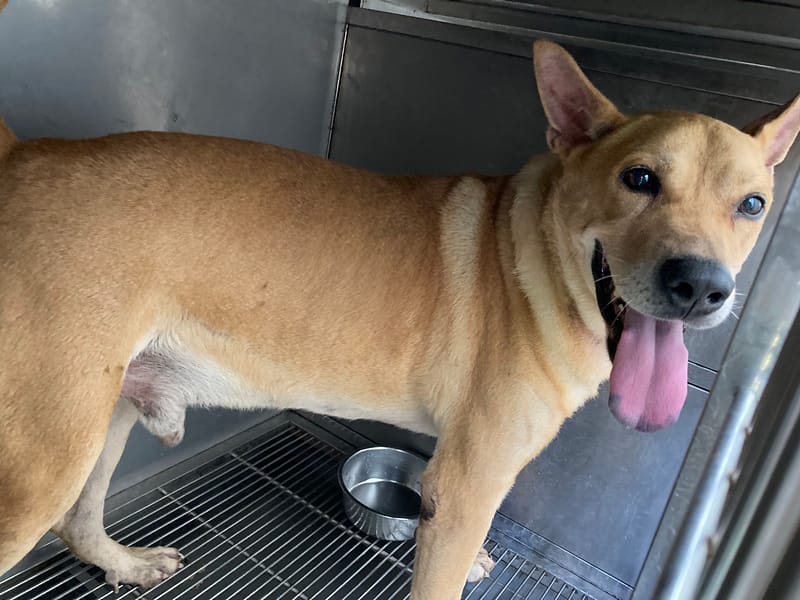 【待認養】混種犬 狗 (男生) - 臺北市動物之家