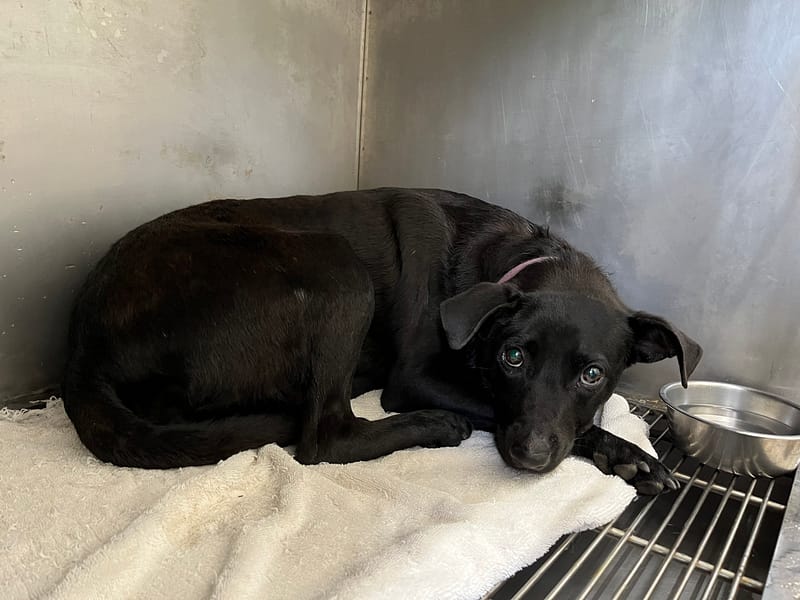 【待認養】混種犬 狗 (女生) - 臺北市動物之家