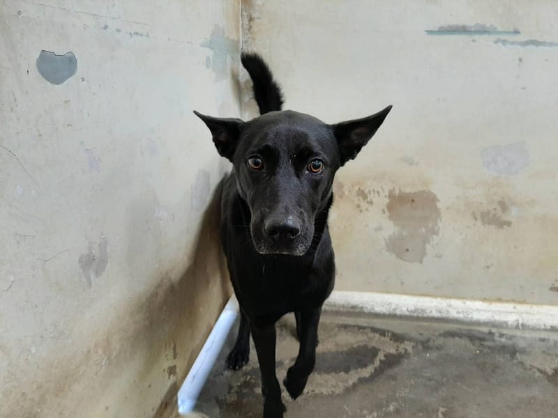 【待認養】混種犬 狗 (男生) - 臺北市動物之家