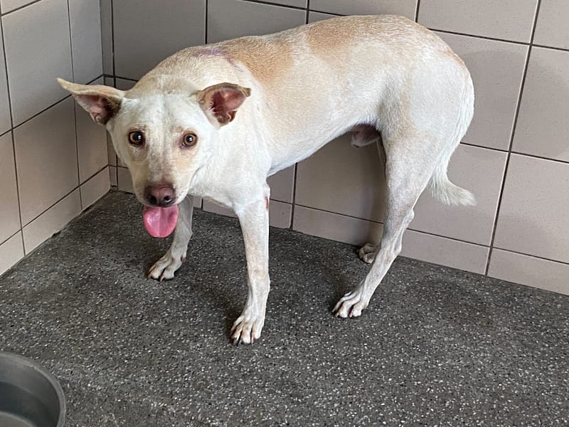 【待認養】混種犬 狗 (男生) - 高雄市燕巢動物保護關愛園區