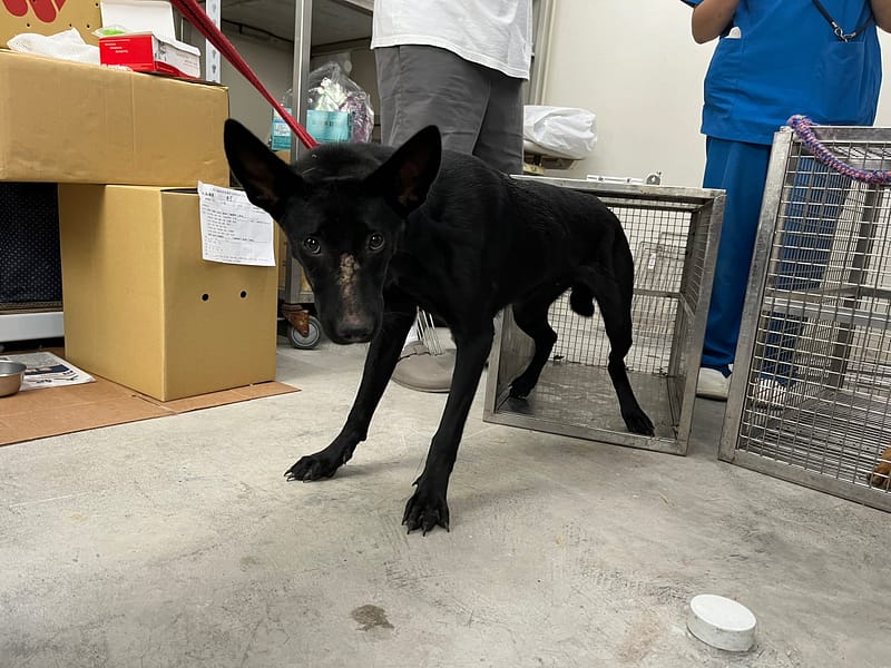 【待認養】混種犬 狗 (女生) - 臺北市動物之家