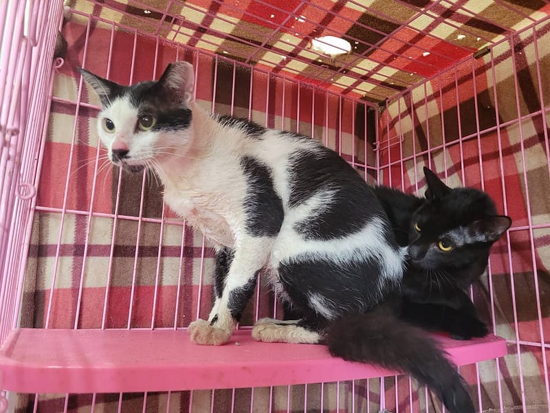 【待認養】混種貓 貓 (男生) - 臺北市動物之家