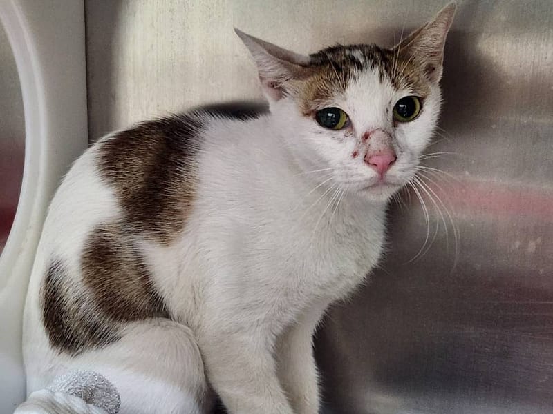 【待認養】混種貓 貓 (女生) - 臺北市動物之家