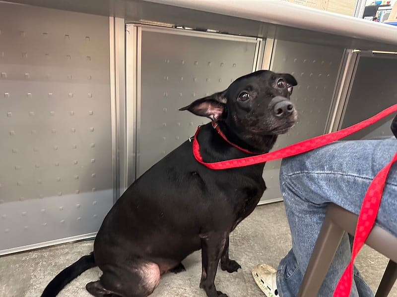 【待認養】混種犬 狗 (女生) - 臺北市動物之家