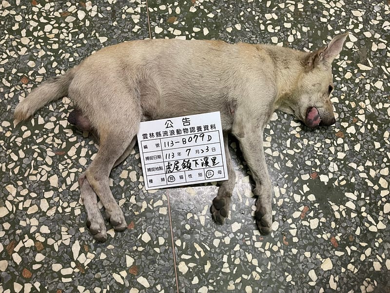 【待認養】混種犬 狗 (男生) - 雲林縣流浪動物收容所