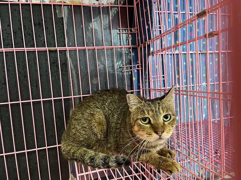 【待認養】混種貓 貓 (女生) - 臺北市動物之家