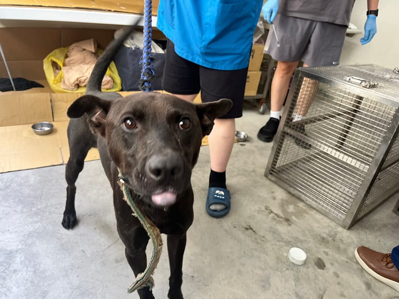 【待認養】混種犬 狗 (男生) - 臺北市動物之家