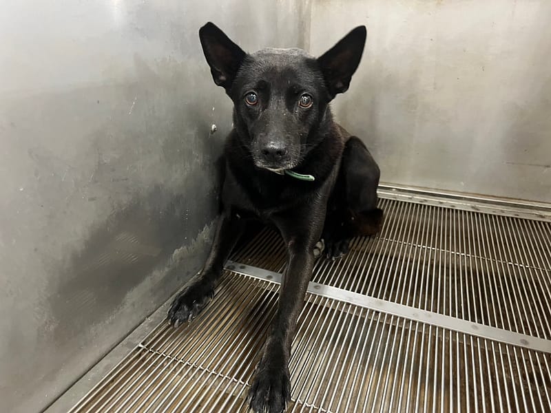 【待認養】混種犬 狗 (女生) - 桃園市動物保護教育園區