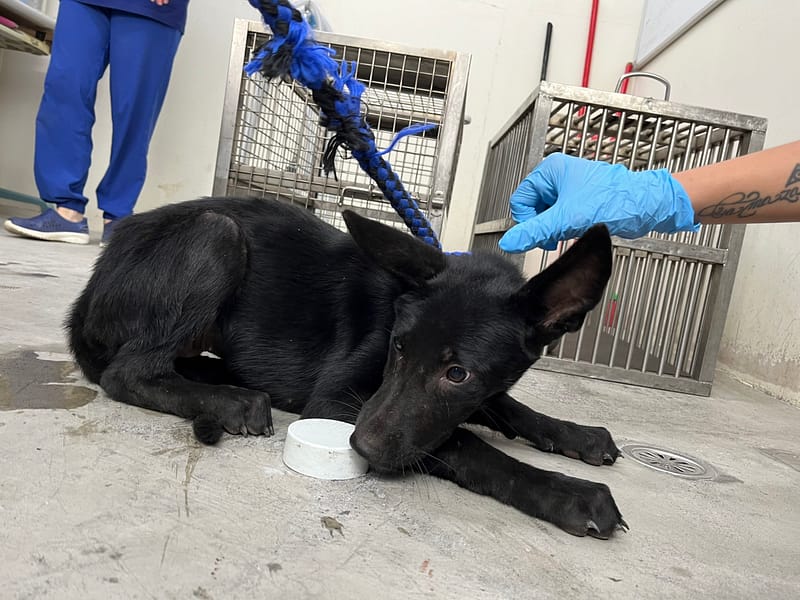 【待認養】混種犬 狗 (女生) - 臺北市動物之家