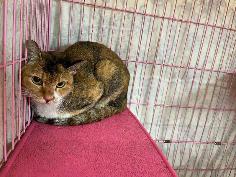 【待認養】混種貓 貓 (女生) - 臺北市動物之家