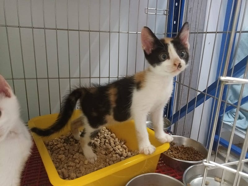 【待認養】混種貓 貓 (女生) - 新北市板橋區公立動物之家