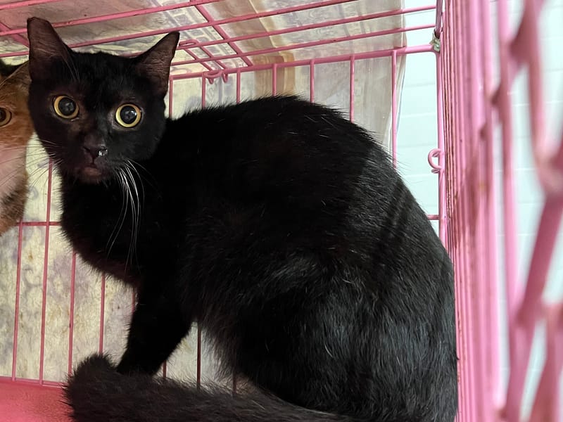 【待認養】混種貓 貓 (女生) - 臺北市動物之家