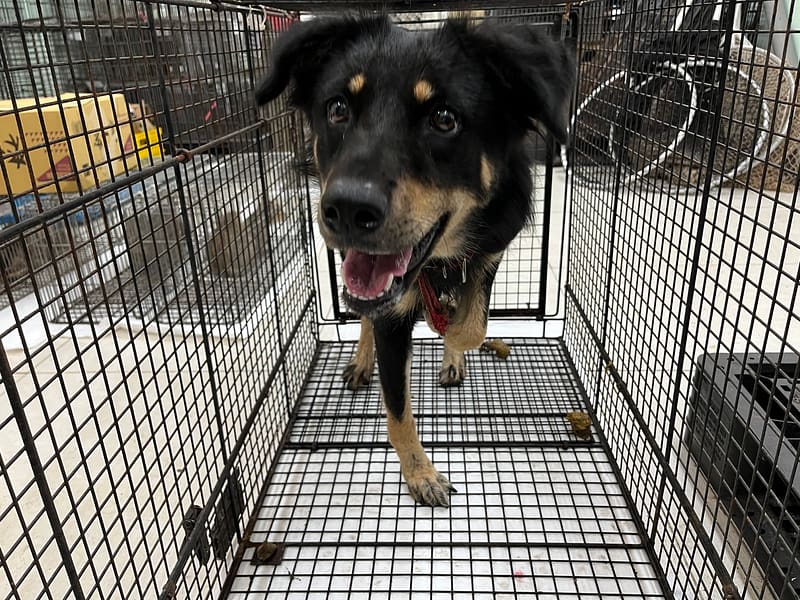 【待認養】混種犬 狗 (女生) - 金門縣動物收容中心