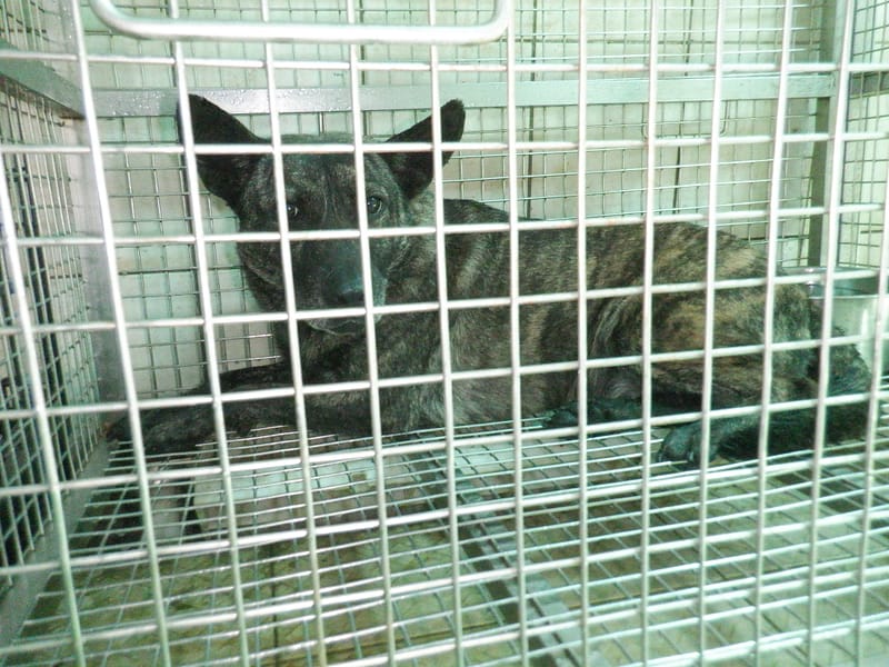 【待認養】混種犬 狗 (女生) - 南投縣公立動物收容所