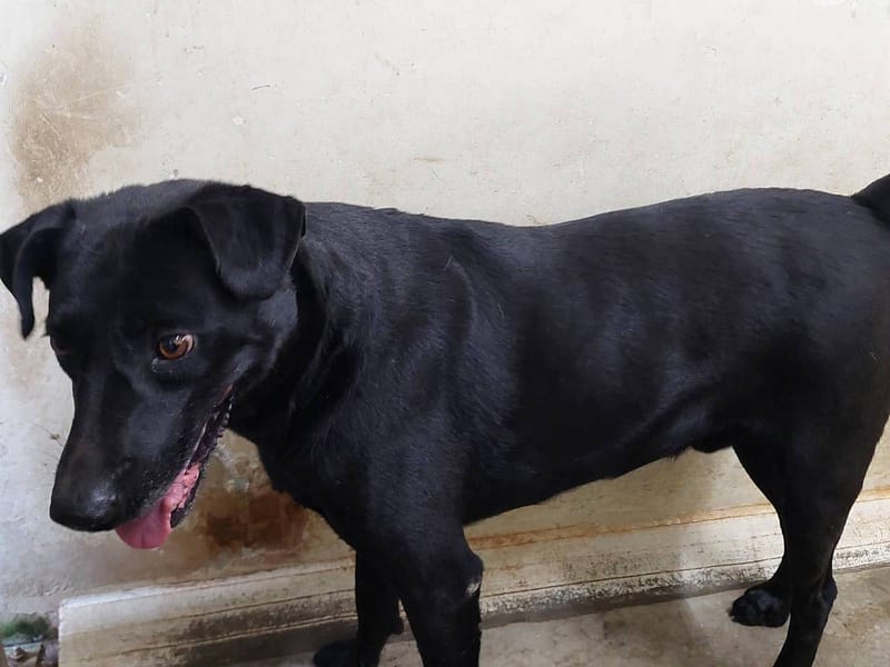【待認養】混種犬 狗 (男生) - 臺北市動物之家