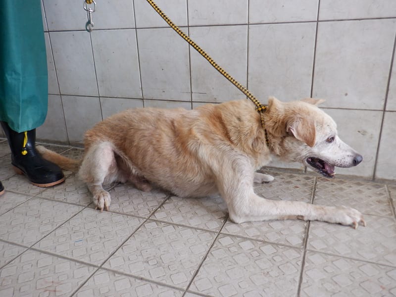 【待認養】混種犬 狗 (男生) - 南投縣公立動物收容所