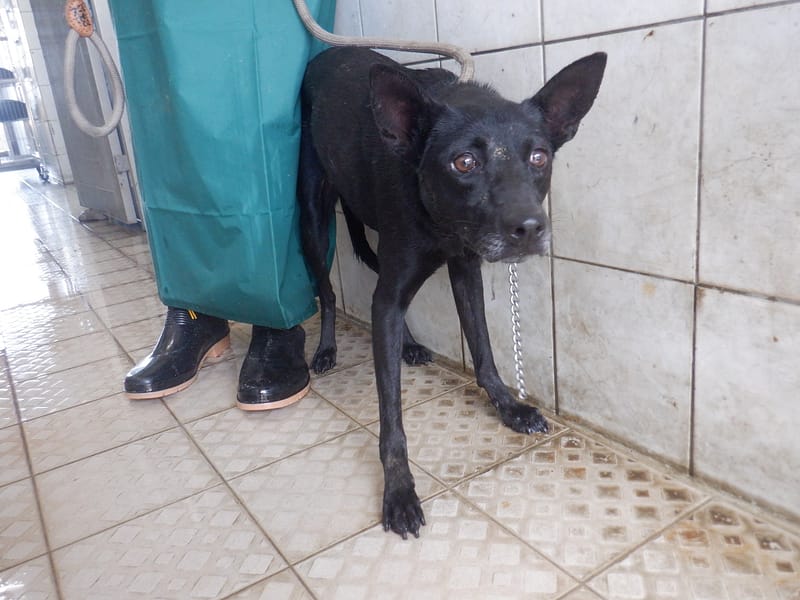 【待認養】混種犬 狗 (女生) - 南投縣公立動物收容所