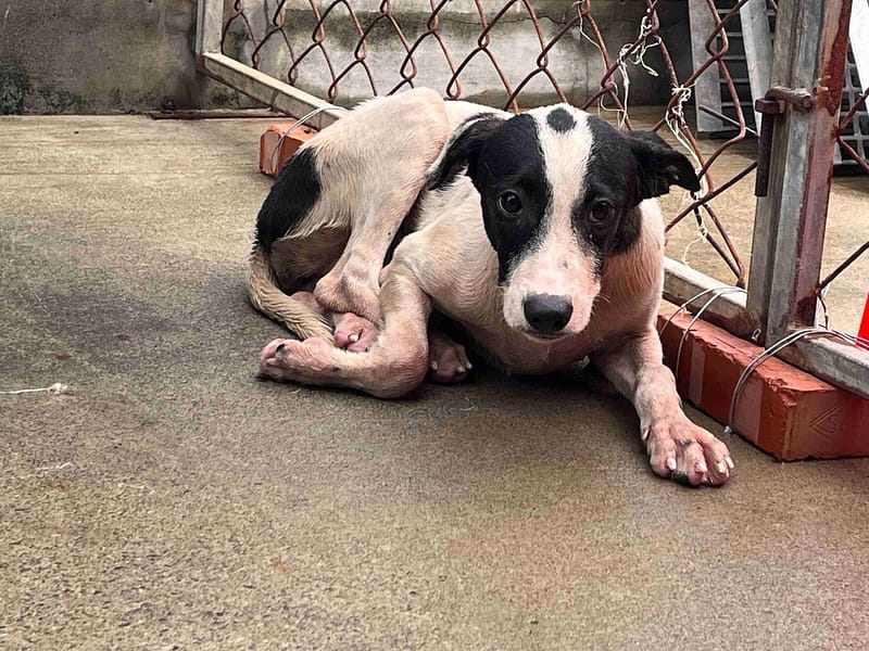 【待認養】混種犬 狗 (女生) - 桃園市動物保護教育園區