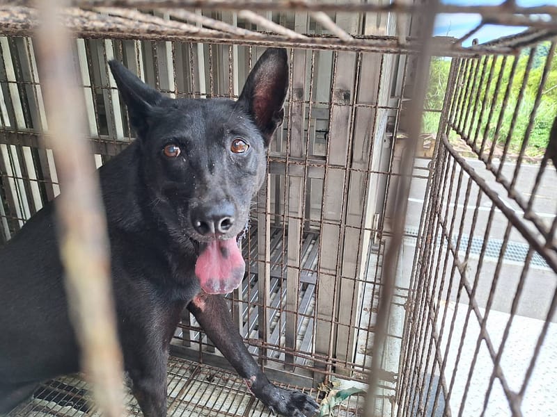 【待認養】混種犬 狗 (女生) - 基隆市寵物銀行