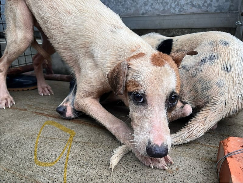 【待認養】混種犬 狗 (女生) - 桃園市動物保護教育園區