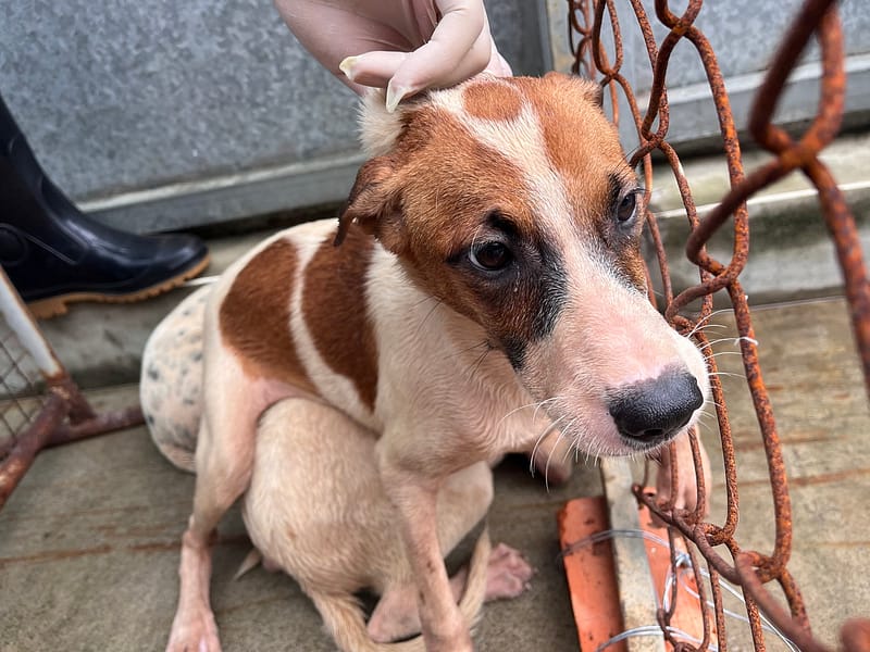【待認養】混種犬 狗 (女生) - 桃園市動物保護教育園區