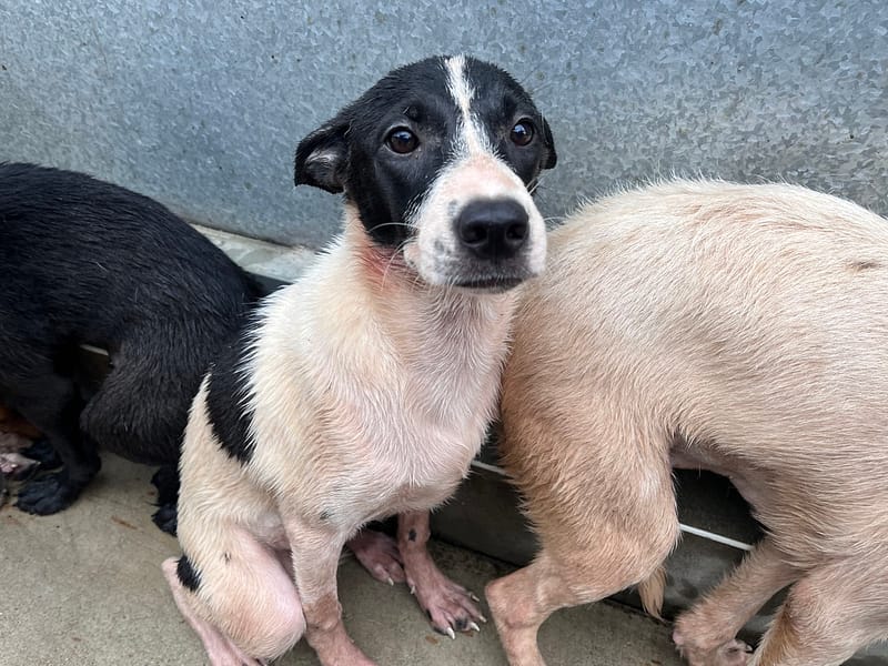 【待認養】混種犬 狗 (女生) - 桃園市動物保護教育園區