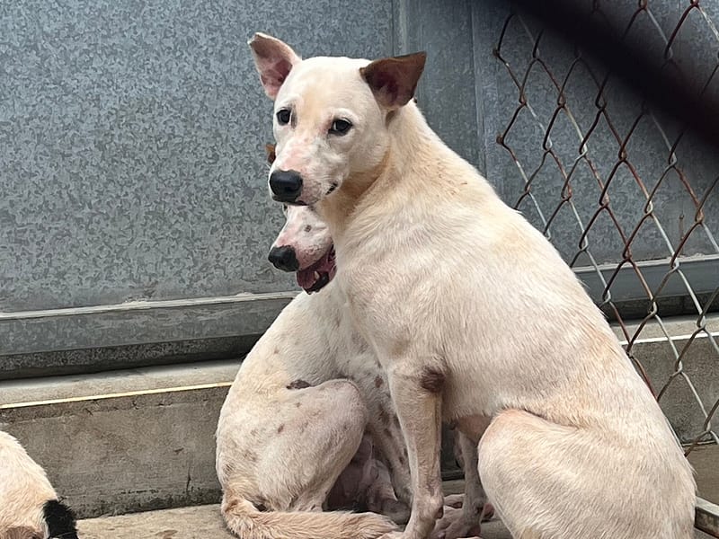 【待認養】混種犬 狗 (女生) - 桃園市動物保護教育園區