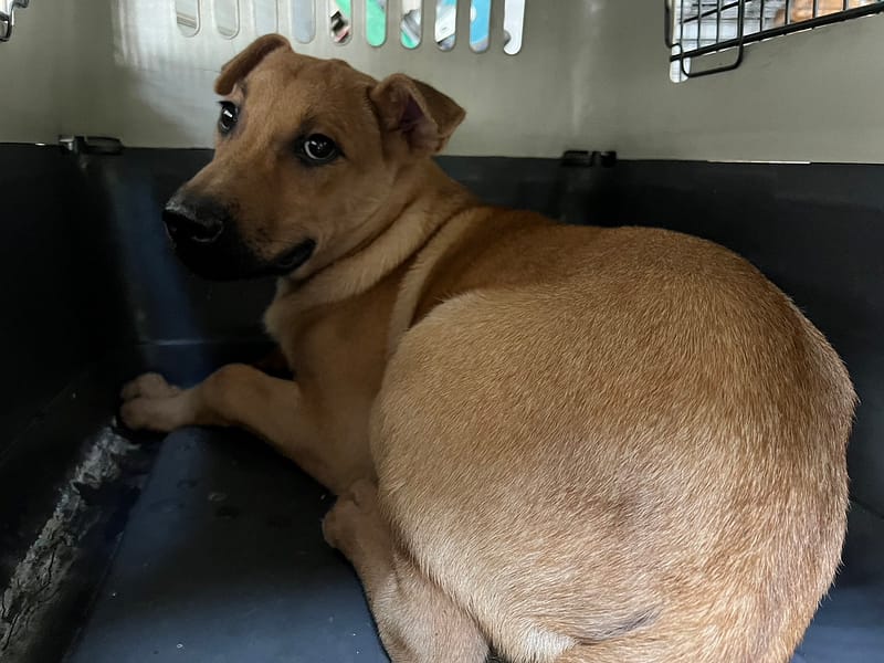 【待認養】混種犬 狗 (男生) - 桃園市動物保護教育園區