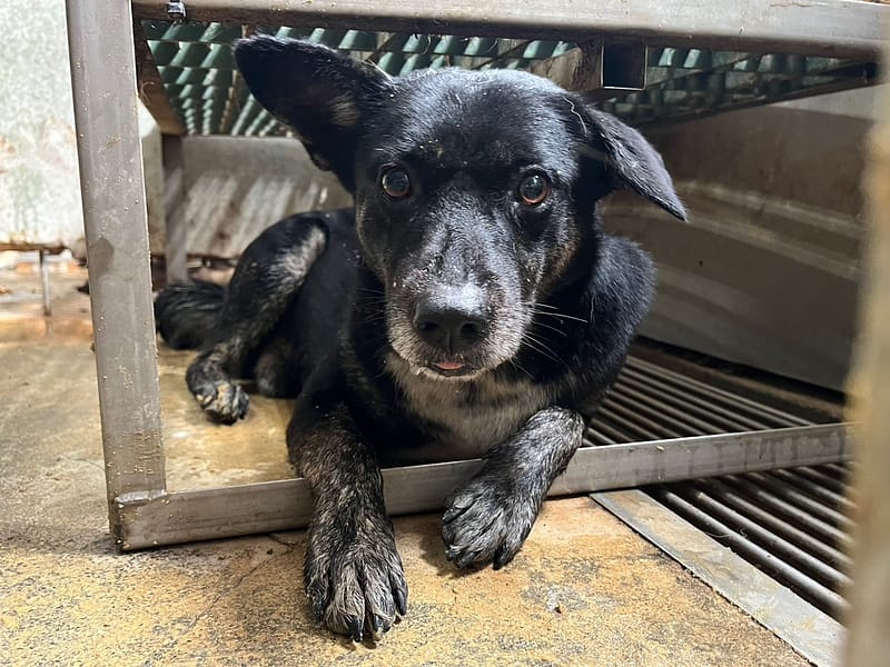 【待認養】混種犬 狗 (男生) - 彰化縣流浪狗中途之家