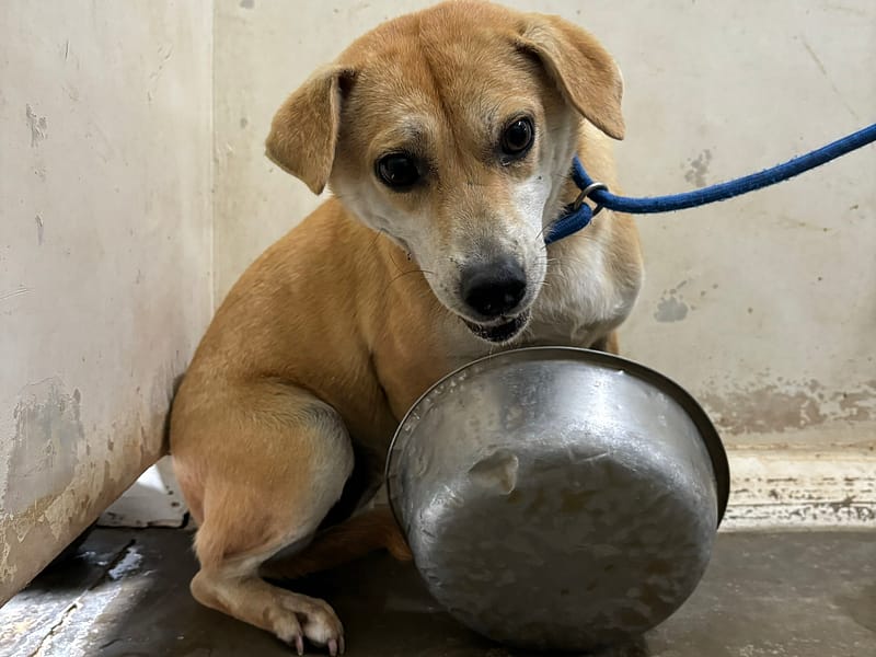 【待認養】混種犬 狗 (女生) - 臺北市動物之家
