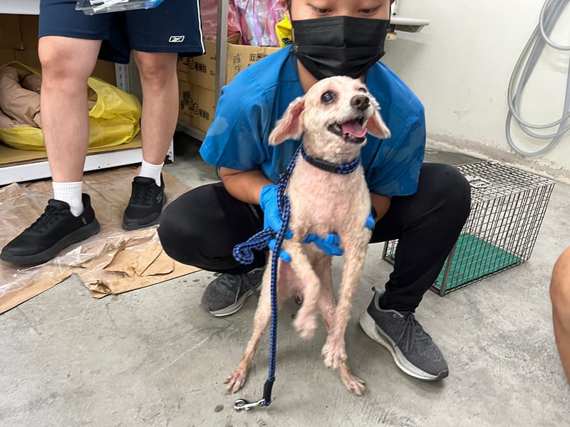 【待認養】貴賓犬 狗 (男生) - 臺北市動物之家