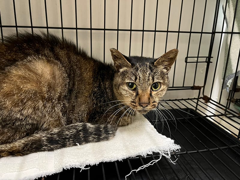 【待認養】混種貓 貓 (女生) - 臺北市動物之家