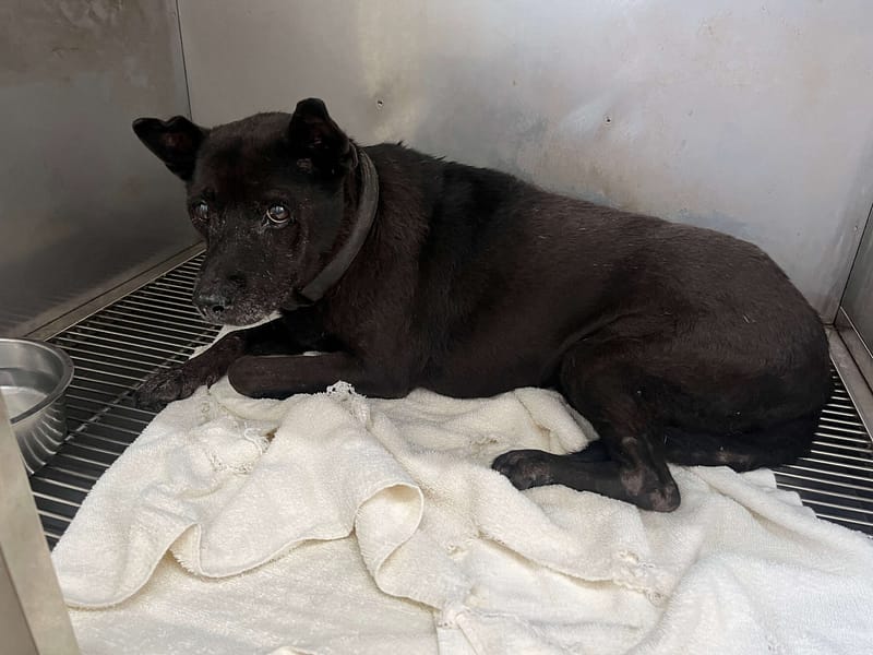 【待認養】混種犬 狗 (女生) - 臺北市動物之家