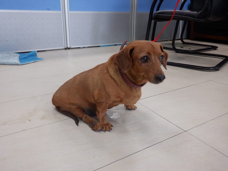 【待認養】臘腸犬 狗 (女生) - 南投縣公立動物收容所