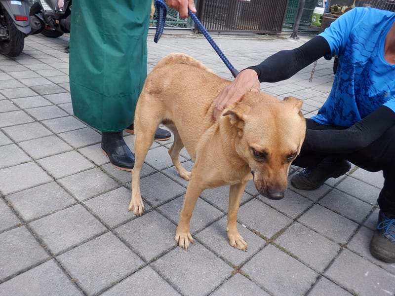 【待認養】混種犬 狗 (女生) - 南投縣公立動物收容所